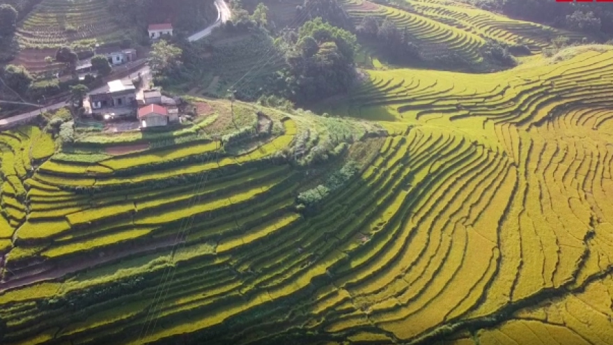 Ngắm ruộng bậc thang vàng rực mùa lúa chín ở Quảng Ninh
